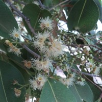 Syzygium cumini (L.) Skeels